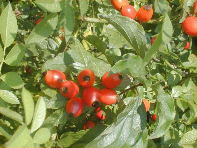 (шиповник, дикая, роза) Шиповник: дикая роза