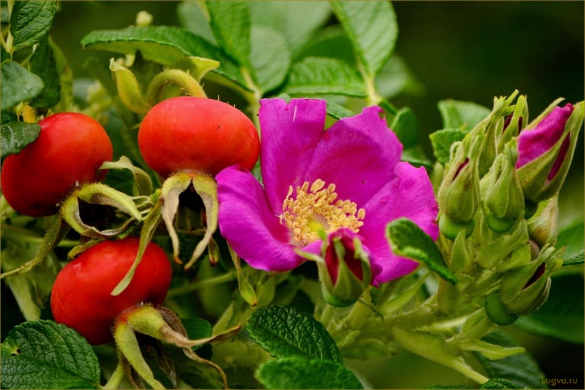 (шиповник, дикая, роза) Шиповник: дикая роза