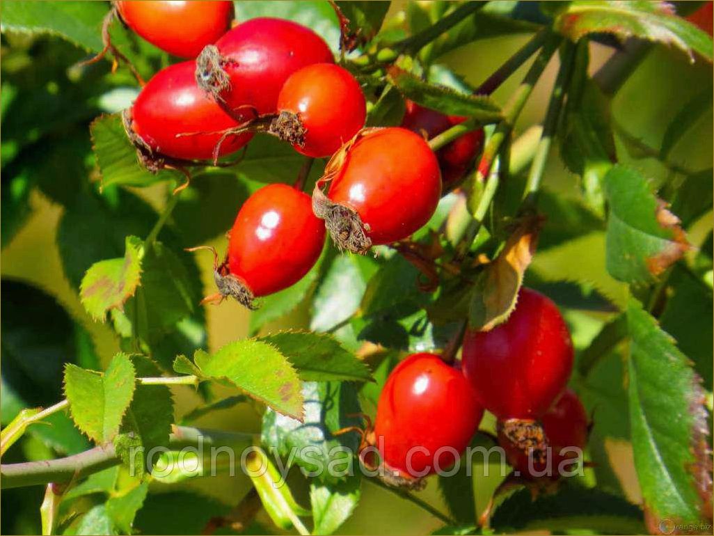 (шиповник, дикая, роза) Шиповник: дикая роза