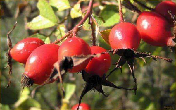 (шиповник, дикая, роза) Шиповник: дикая роза