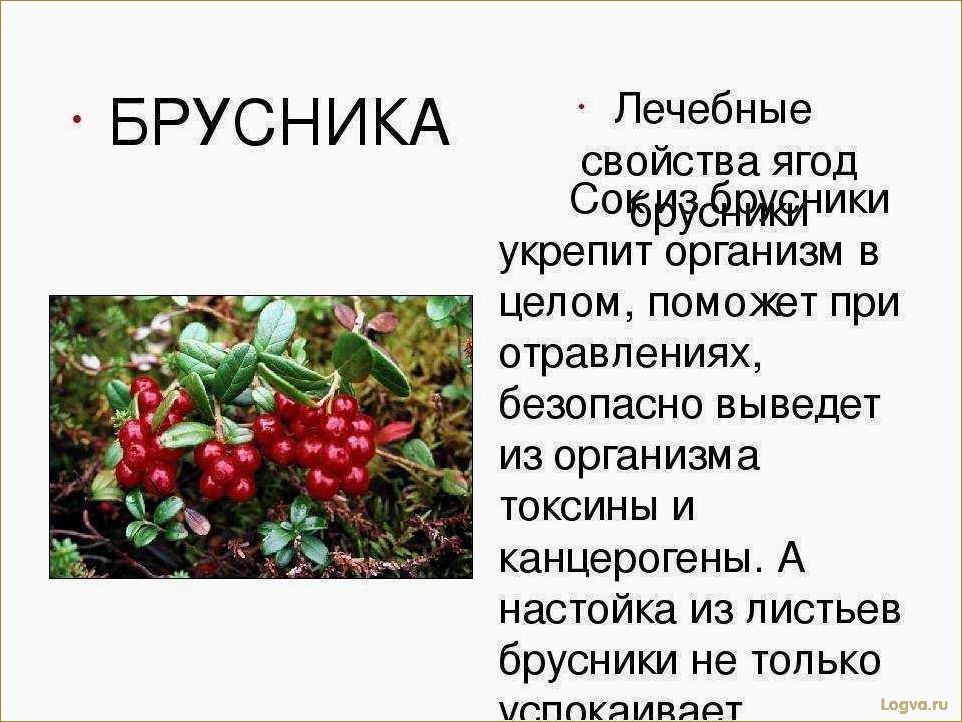 (целебные, свойства, брусники) Целебные свойства брусники