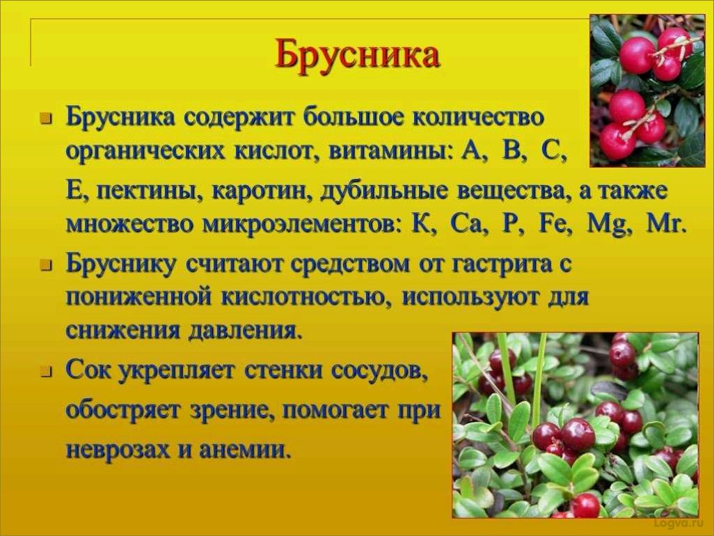 (целебные, свойства, брусники) Целебные свойства брусники