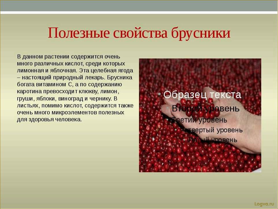 (целебные, свойства, брусники) Целебные свойства брусники