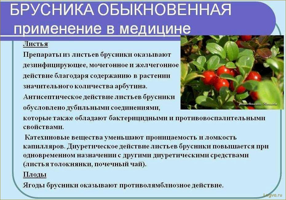 (целебные, свойства, брусники) Целебные свойства брусники
