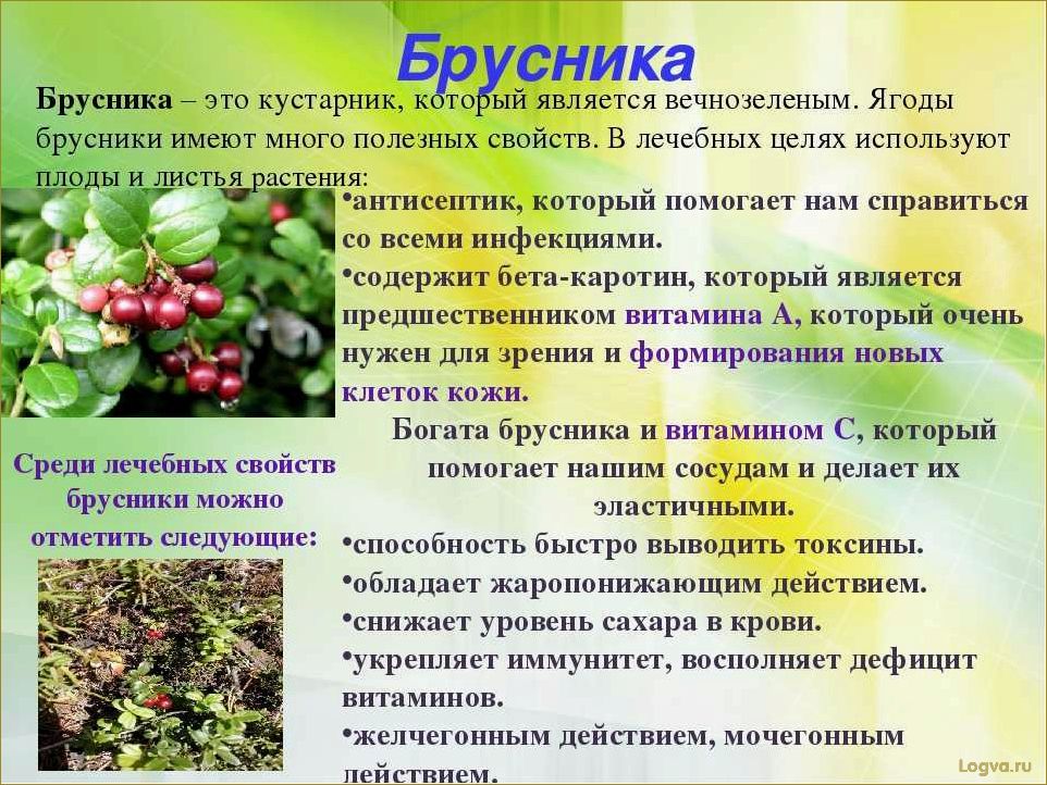 (целебные, свойства, брусники) Целебные свойства брусники