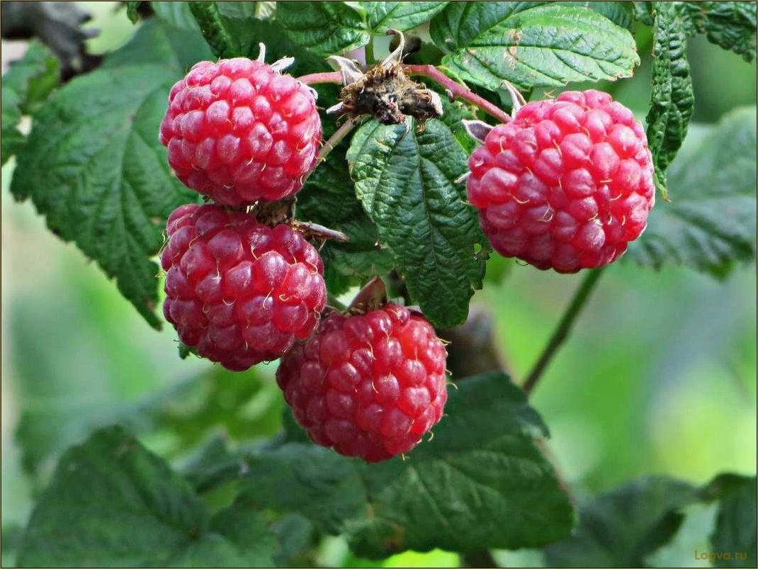 (ягода, малина, полезные, свойства, рецепты) Ягода малина: полезные свойства и рецепты