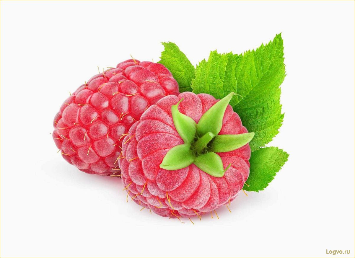 (ягода, малина, полезные, свойства, рецепты) Ягода малина: полезные свойства и рецепты