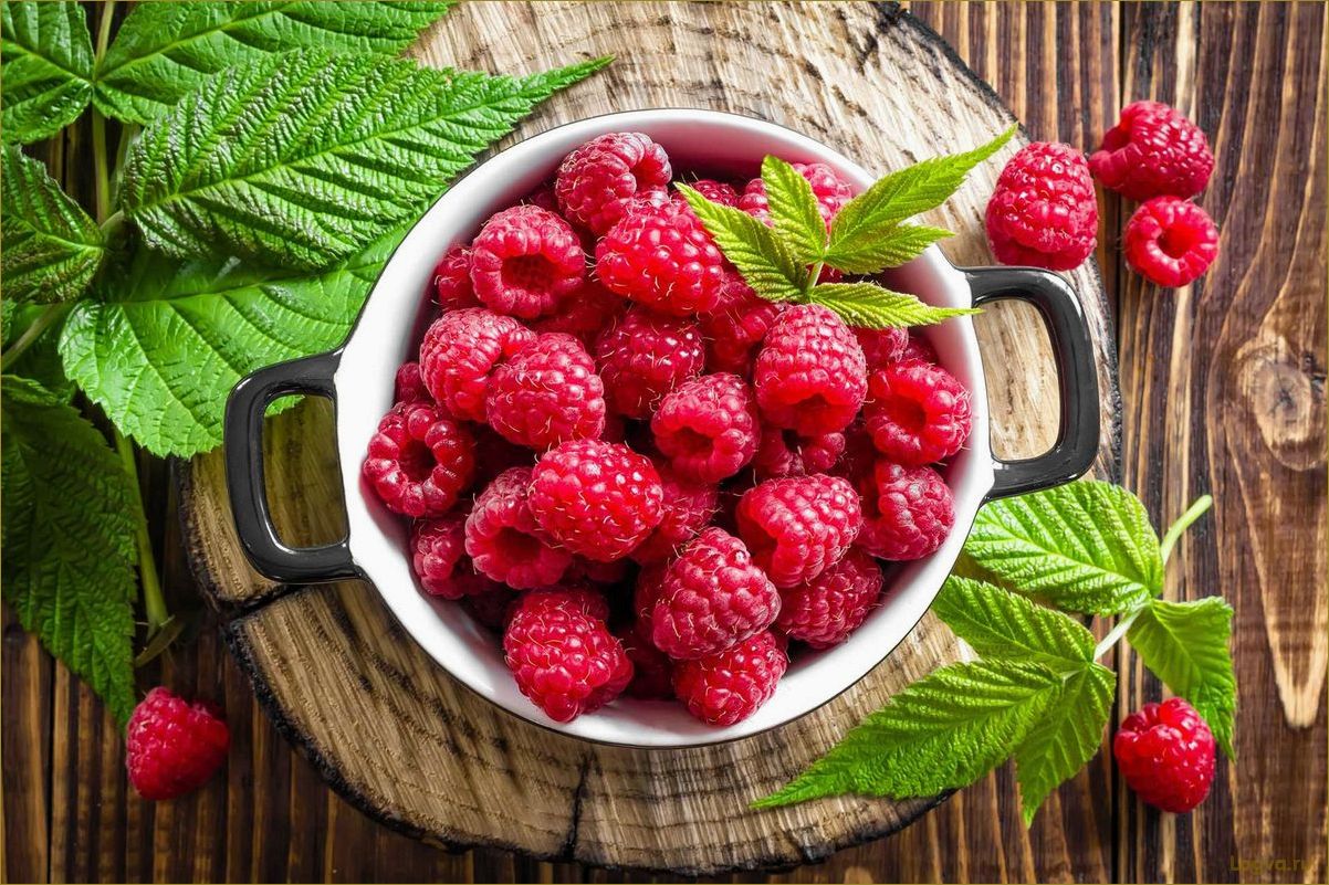 (ягода, малина, полезные, свойства, рецепты) Ягода малина: полезные свойства и рецепты