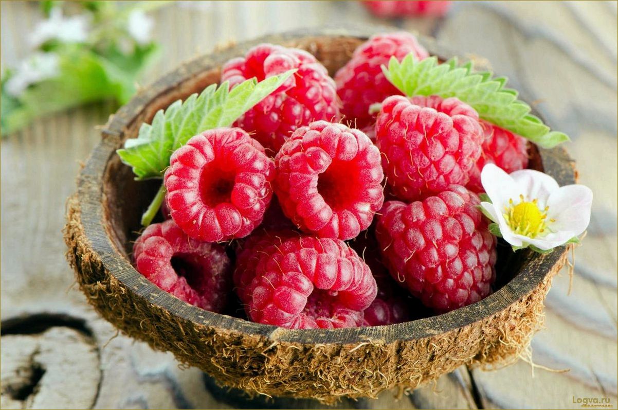 (ягода, малина, полезные, свойства, рецепты) Ягода малина: полезные свойства и рецепты