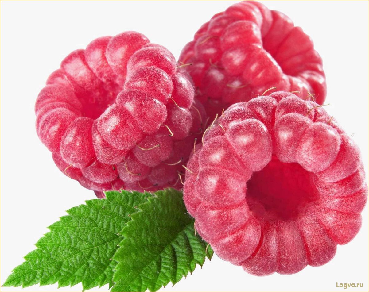 (ягода, малина, полезные, свойства, рецепты) Ягода малина: полезные свойства и рецепты