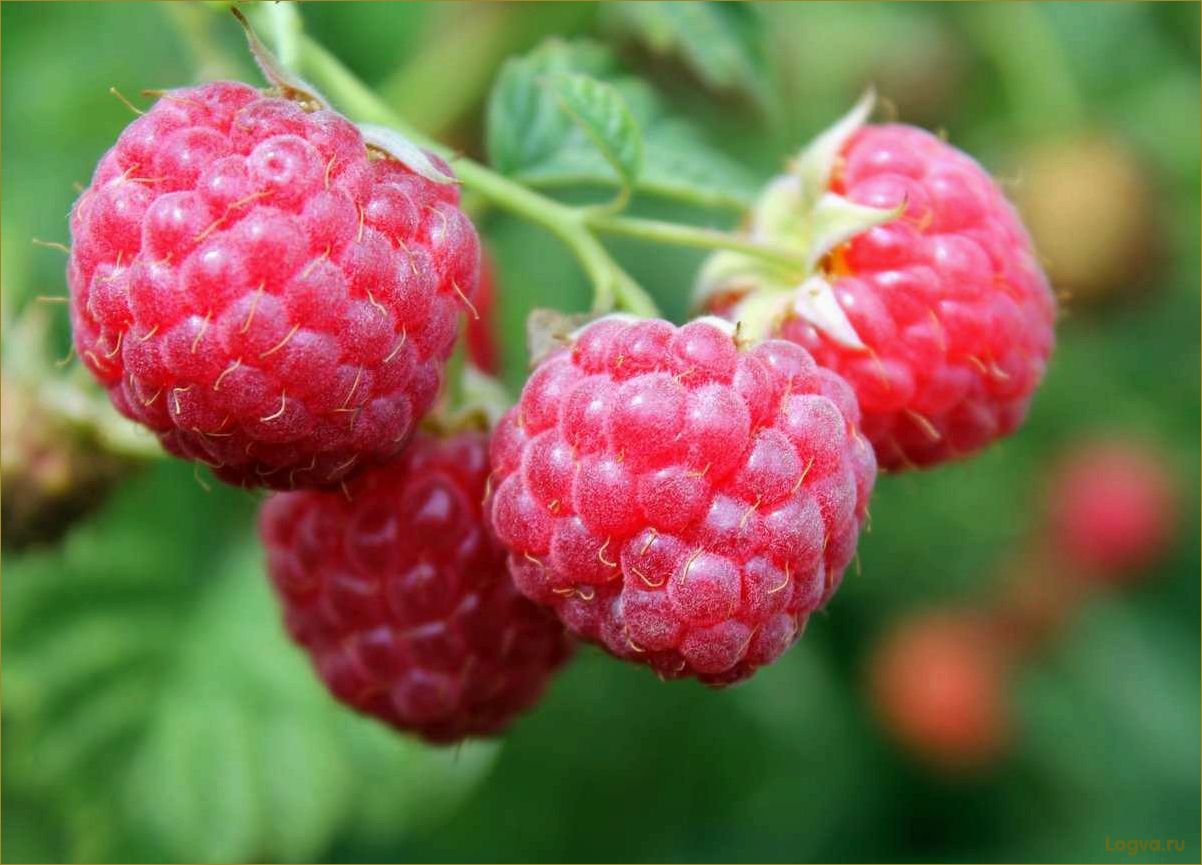 (ягода, малина, полезные, свойства, рецепты) Ягода малина: полезные свойства и рецепты